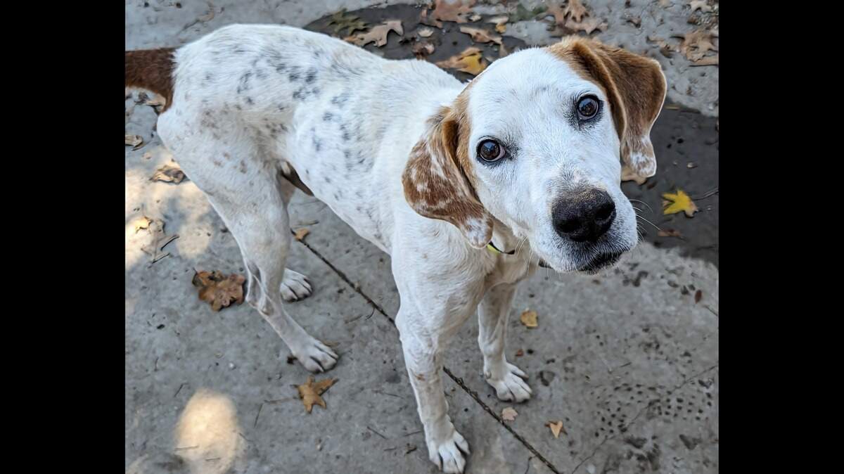 Cooper the dog was adopted after more than 300 days of waiting for a home.