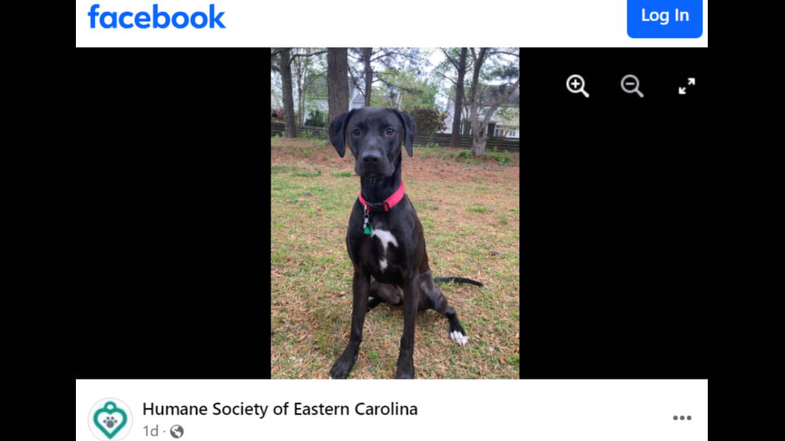 Kubo is up for adoption after his owners faced a tough choice, a North Carolina animal shelter said.