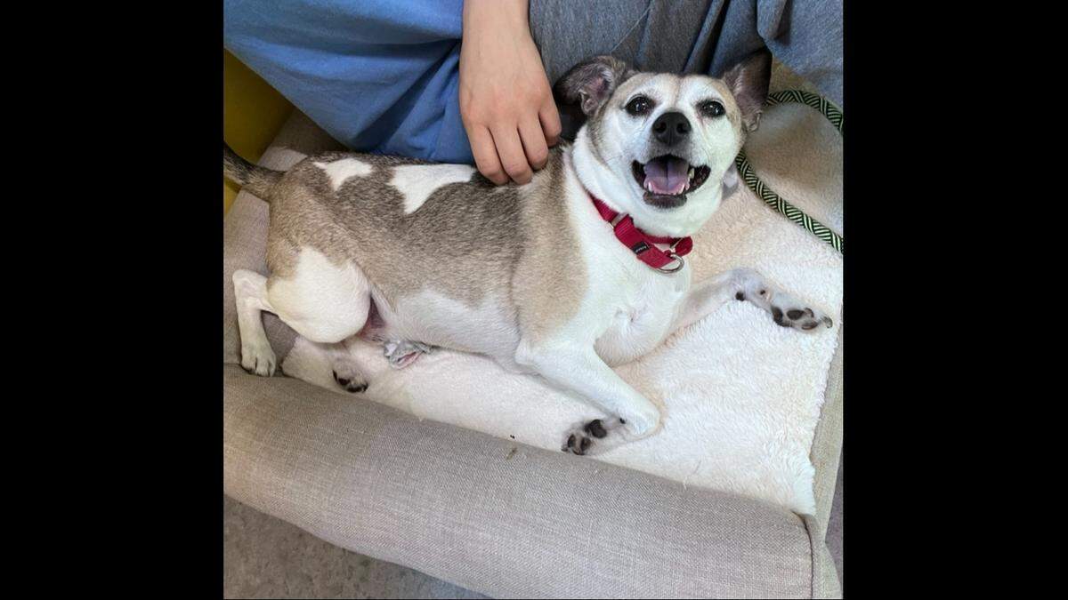 Dasher the “sweet” dog landed at a North Carolina animal rescue after his owner got sick.