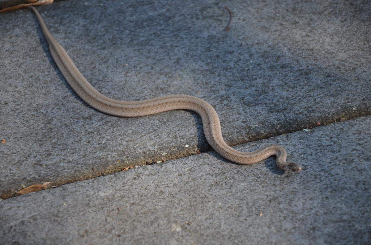 Some North Carolinians confuse brown snakes for copperheads.