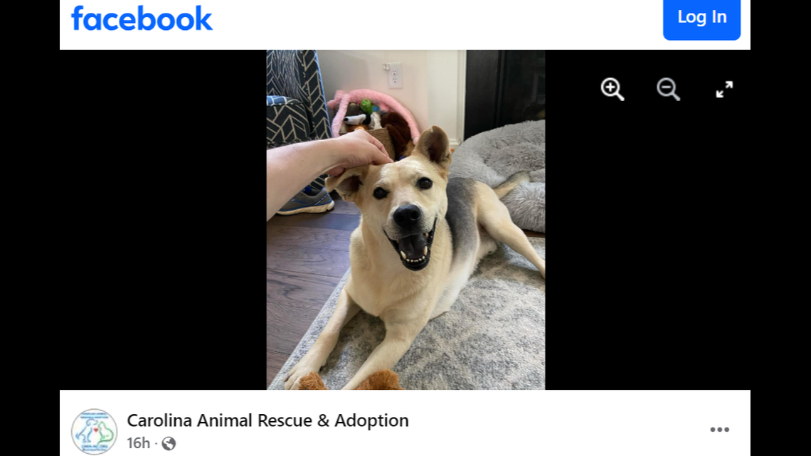 A North Carolina dog needs another home after his owners made the heartbreaking decision to give him up.