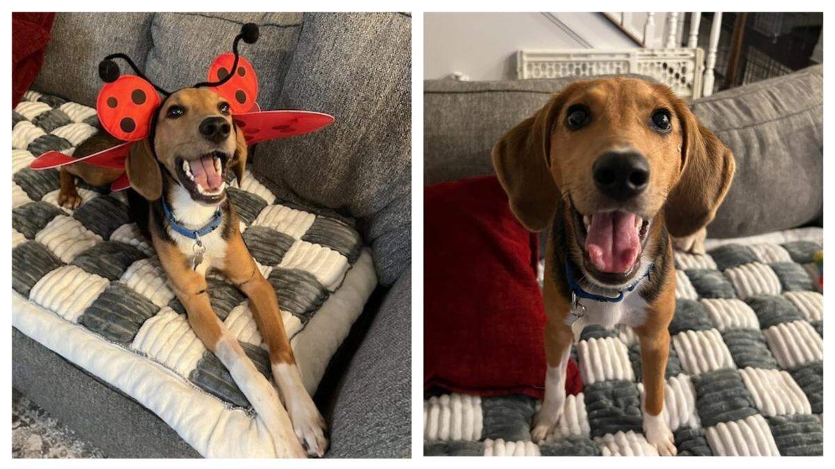 Cinnabon is as “snuggly and silly as can be.”
