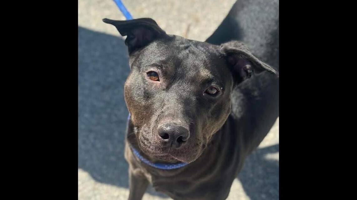 Miracle the dog is ready for a new owner in North Carolina.