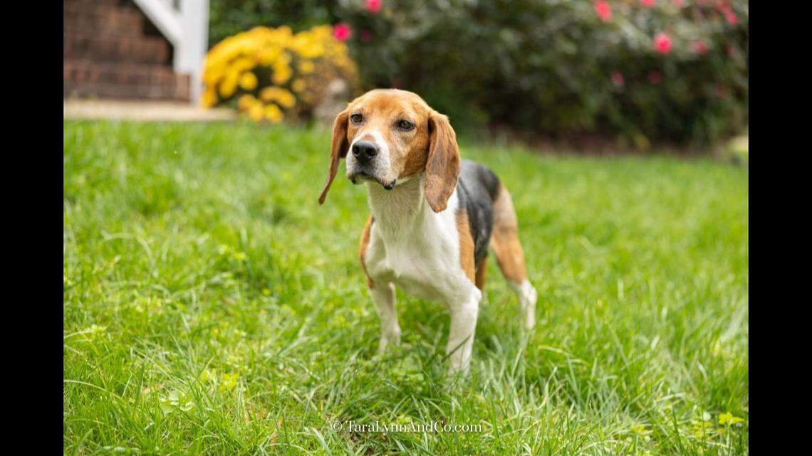 Moose the dog was adopted after he experienced a rough patch.