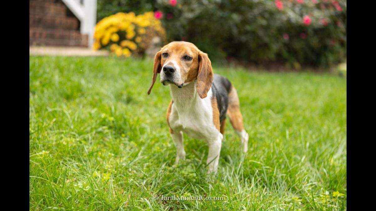 Moose the dog was adopted after he experienced a rough patch.