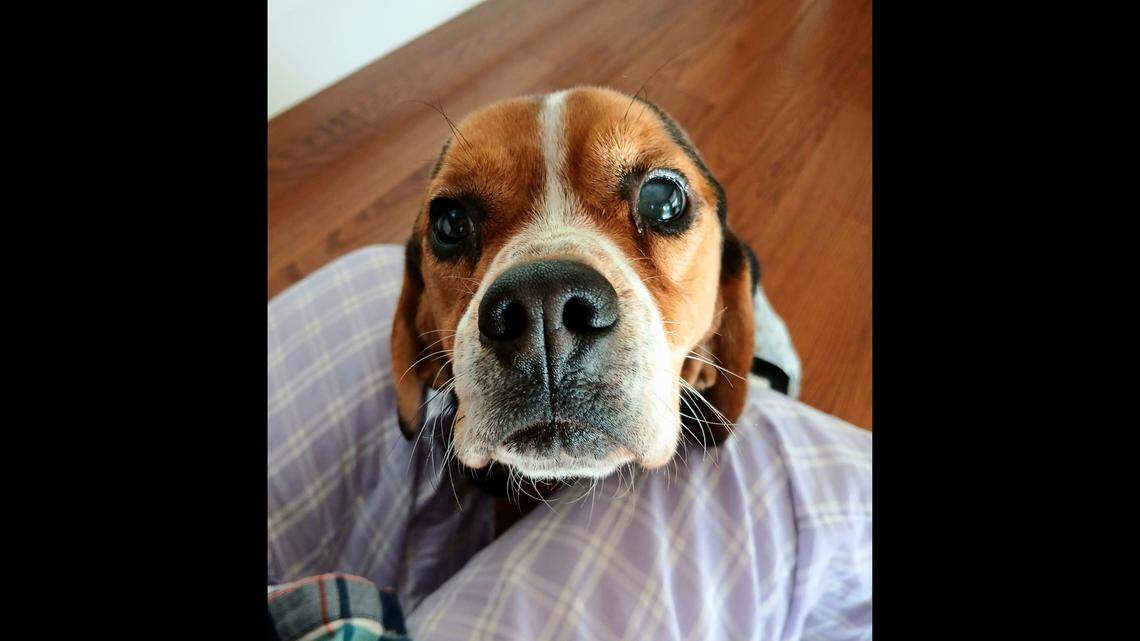 Benny was running out of time at a shelter before he got a fresh start in North Carolina.