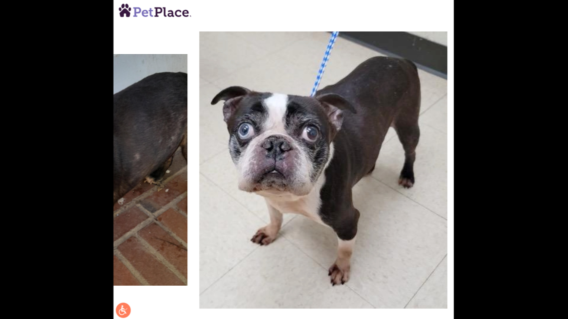 A “sweet,” food-loving dog is up for adoption.