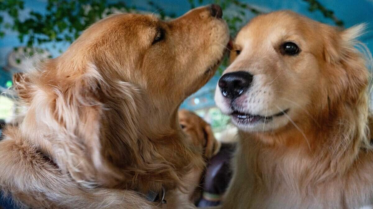 One NC city is top-ranked for pets, while two land near the bottom, study says
