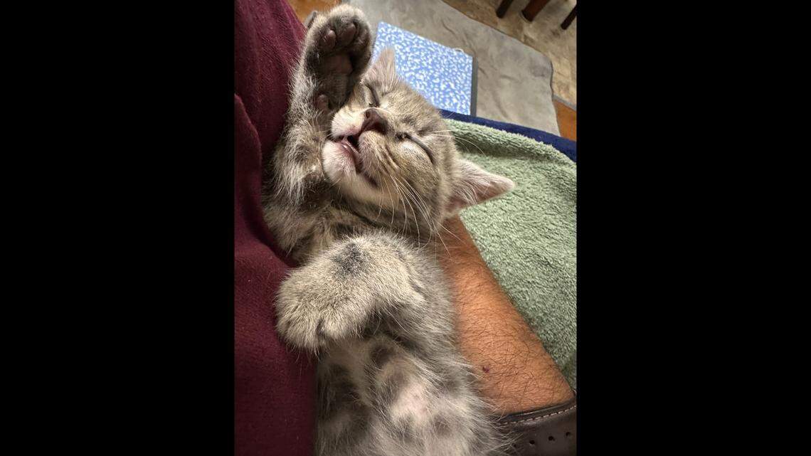 Beemer was saved from a car engine and is now up for adoption in North Carolina.