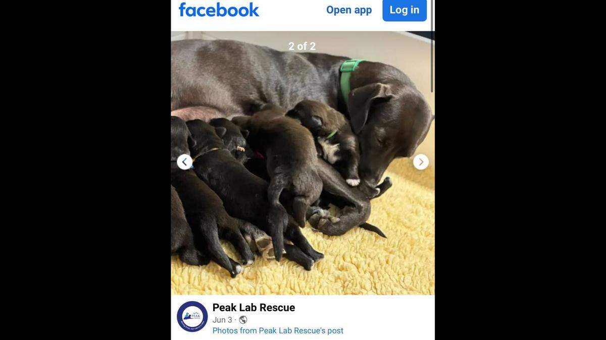 A “gentle” mama dog helped orphaned puppies after losing her own litter, North Carolina rescuers said.