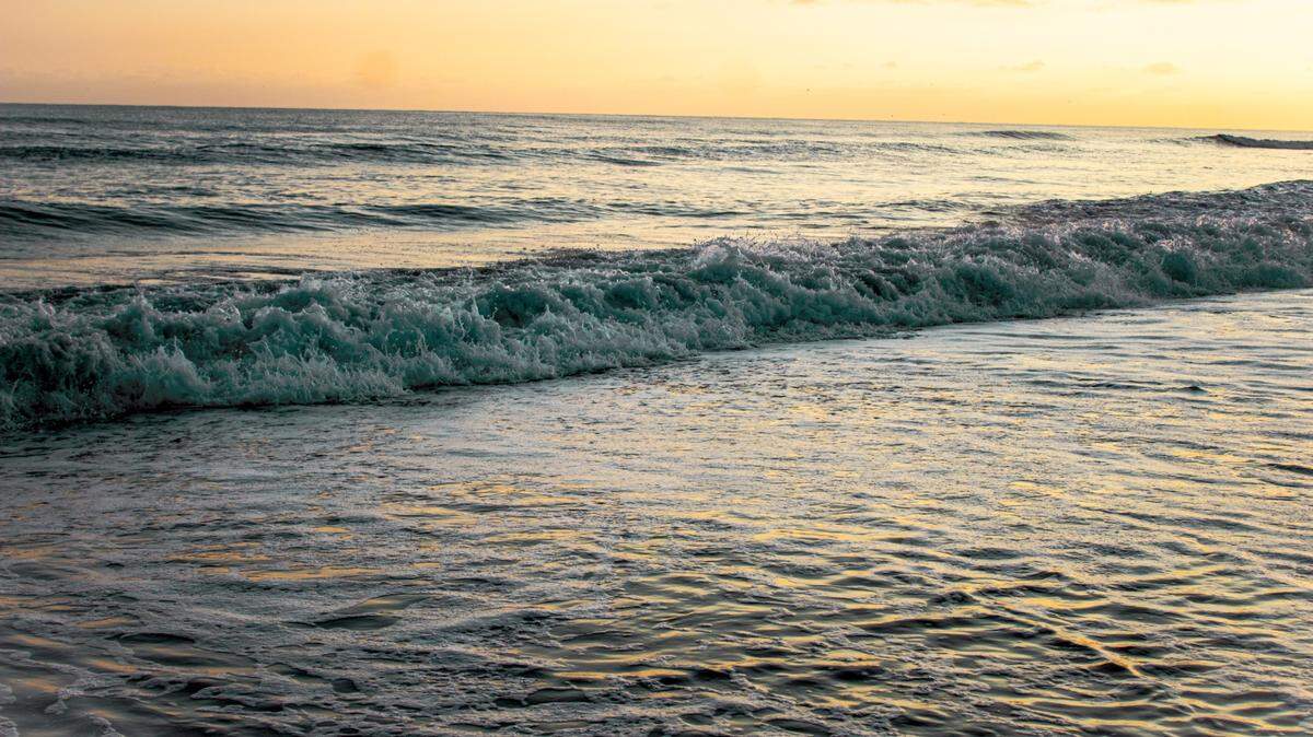 One of the non-native crabs was seen in Emerald Isle, a popular beach town for tourists.