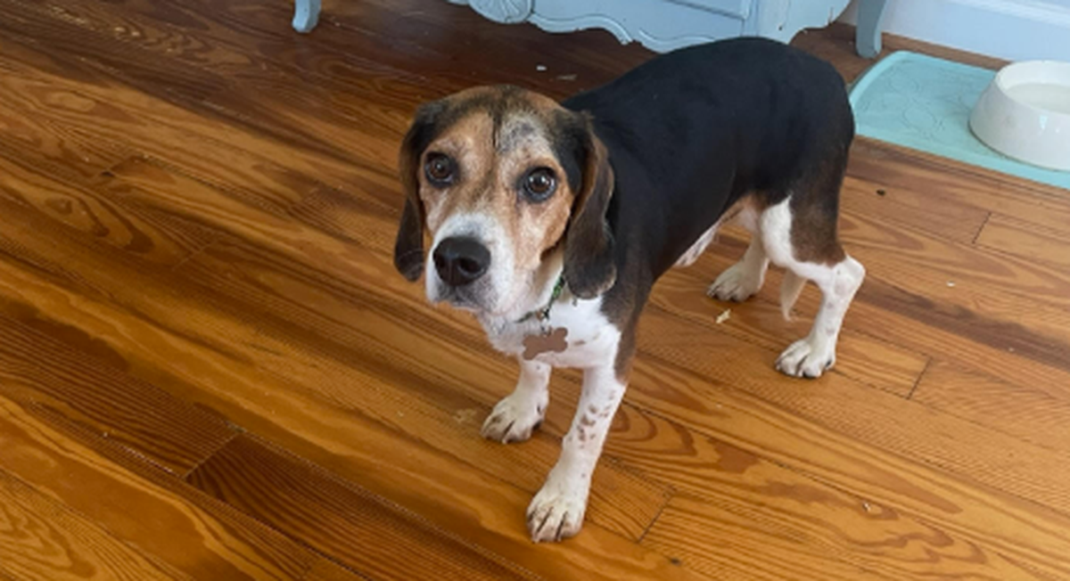 Mickey the dog is adjusting to indoor life after living outdoors.