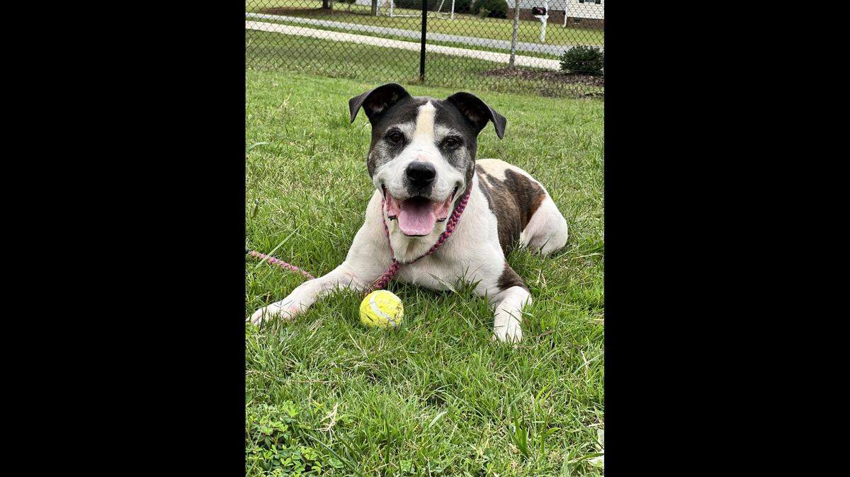 Butch the dog “deserves a home where he can relax,” a North Carolina shelter said.