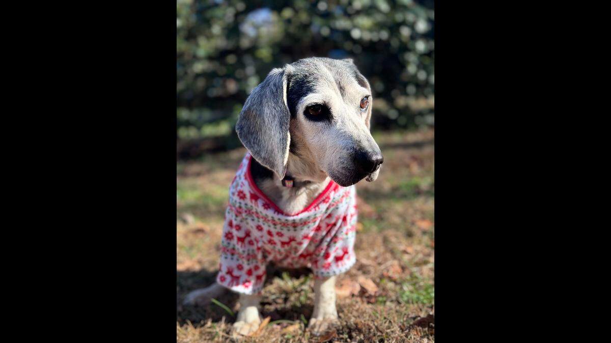 A dog with a charming tail wag needs a new owner, rescuers said.