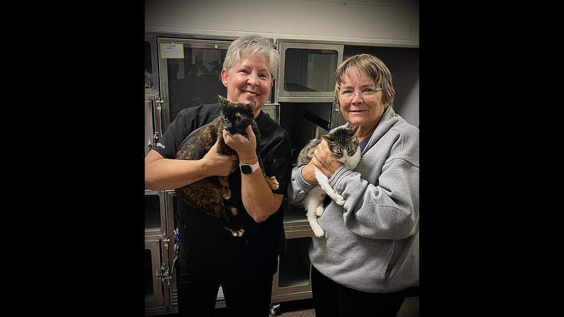 A pair of North Carolina cats needed a home together — then came heartwarming news.