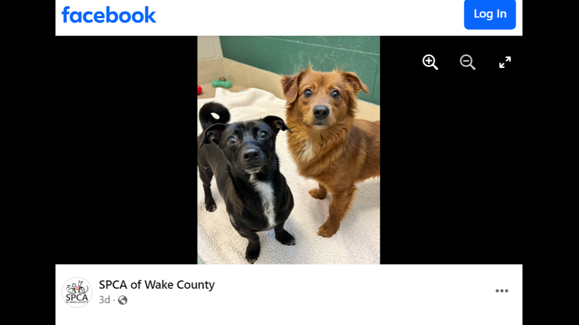 The dogs were adopted together after being saved from the roadside, a North Carolina animal rescue said.