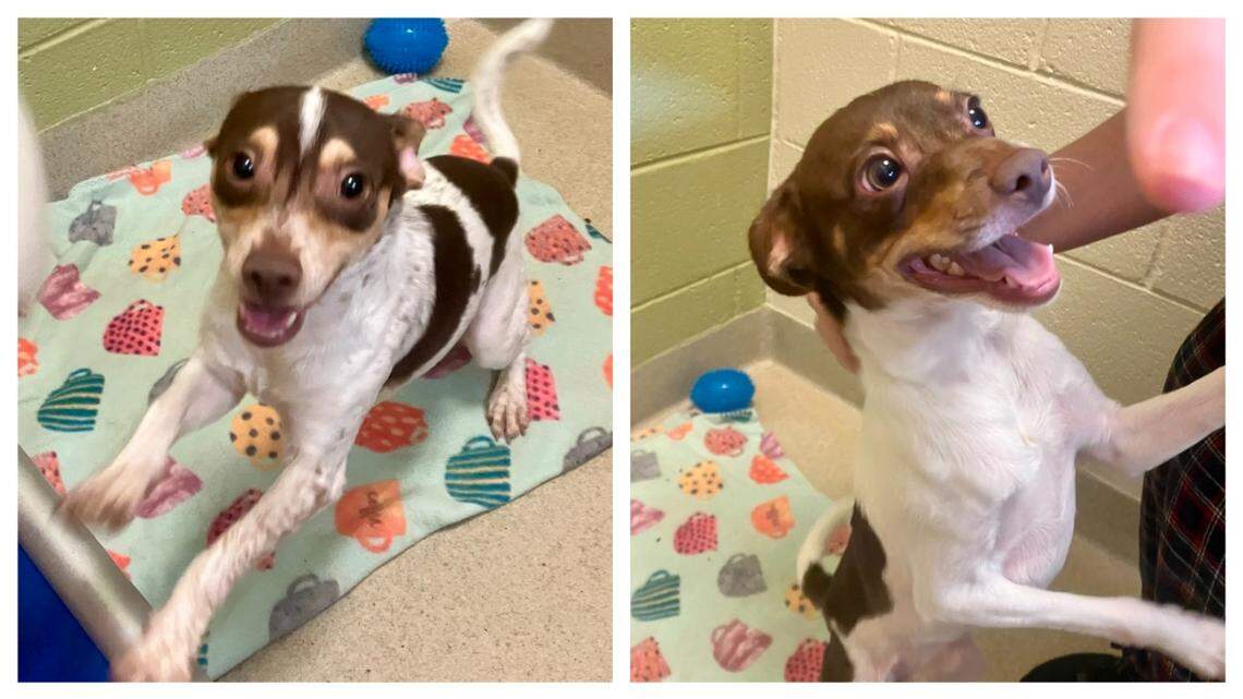 The cuddly North Carolina shelter dogs need a new home.