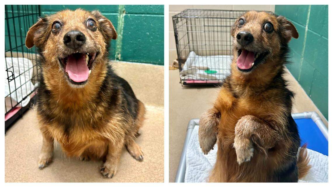 Banjo the dog had a heartwarming adoption in North Carolina.