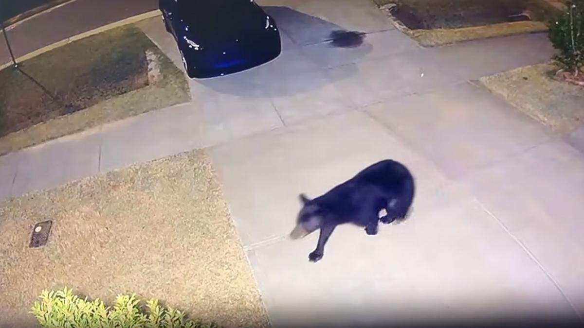 The bear was spotted in a Durham neighborhood.