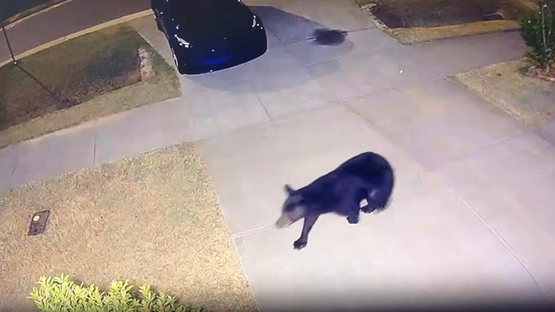 Black bear spotted in a Durham neighborhood. What to do if you see one