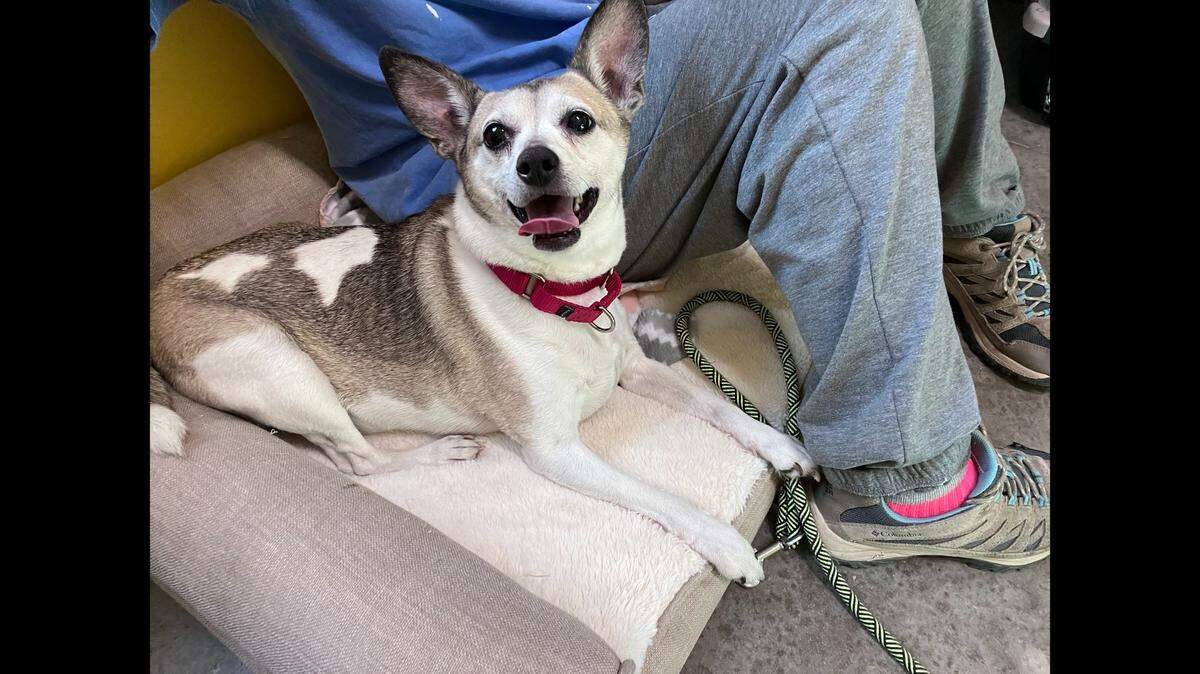 Dasher the dog will go up for adoption after experiencing a rough patch.