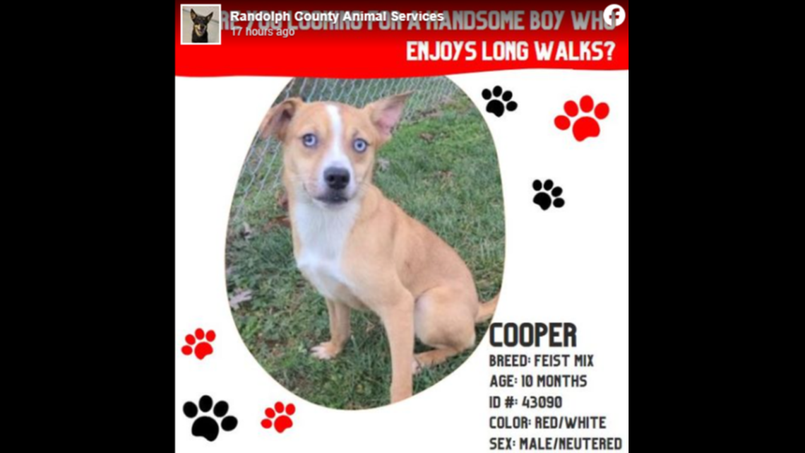 A dog adopted weeks ago landed back at a North Carolina shelter after his luck took a turn.