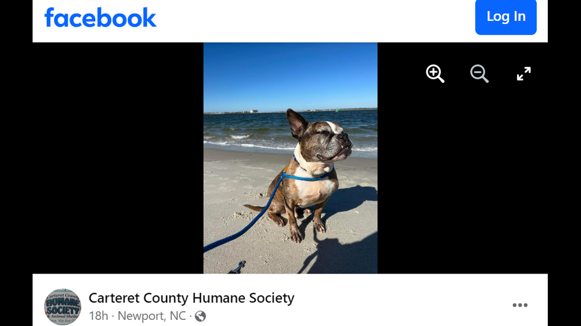 A North Carolina dog in need of a home was treated to a day at the beach, photos show.