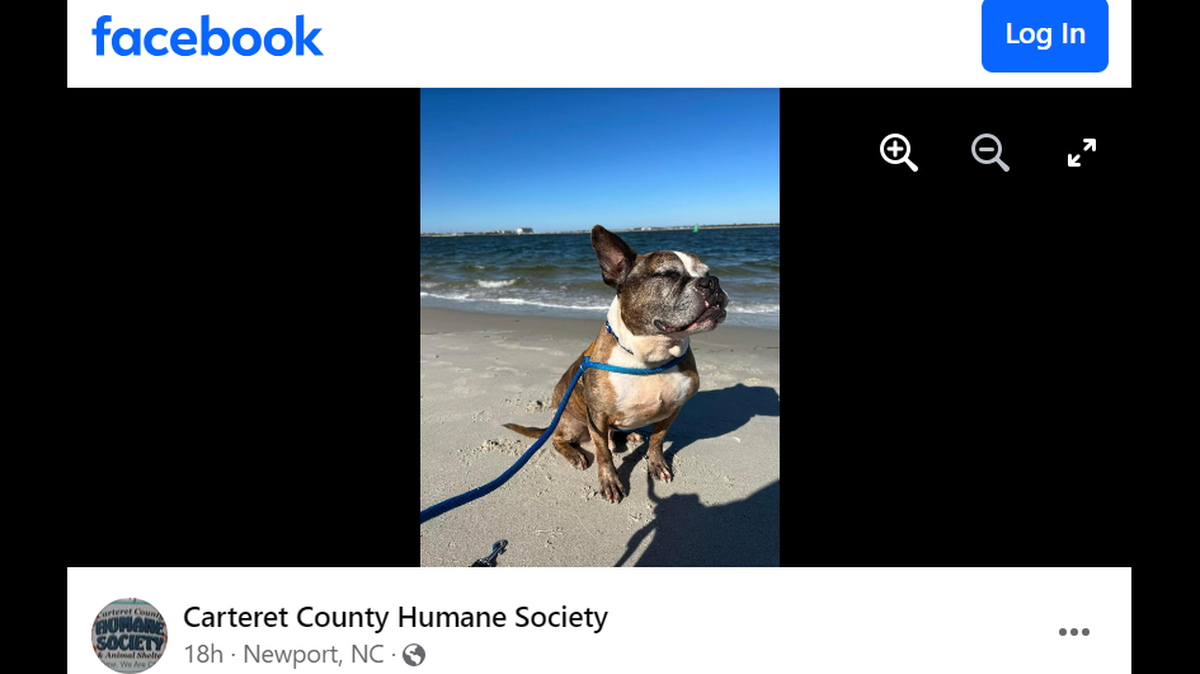 A North Carolina dog in need of a home was treated to a day at the beach, photos show.