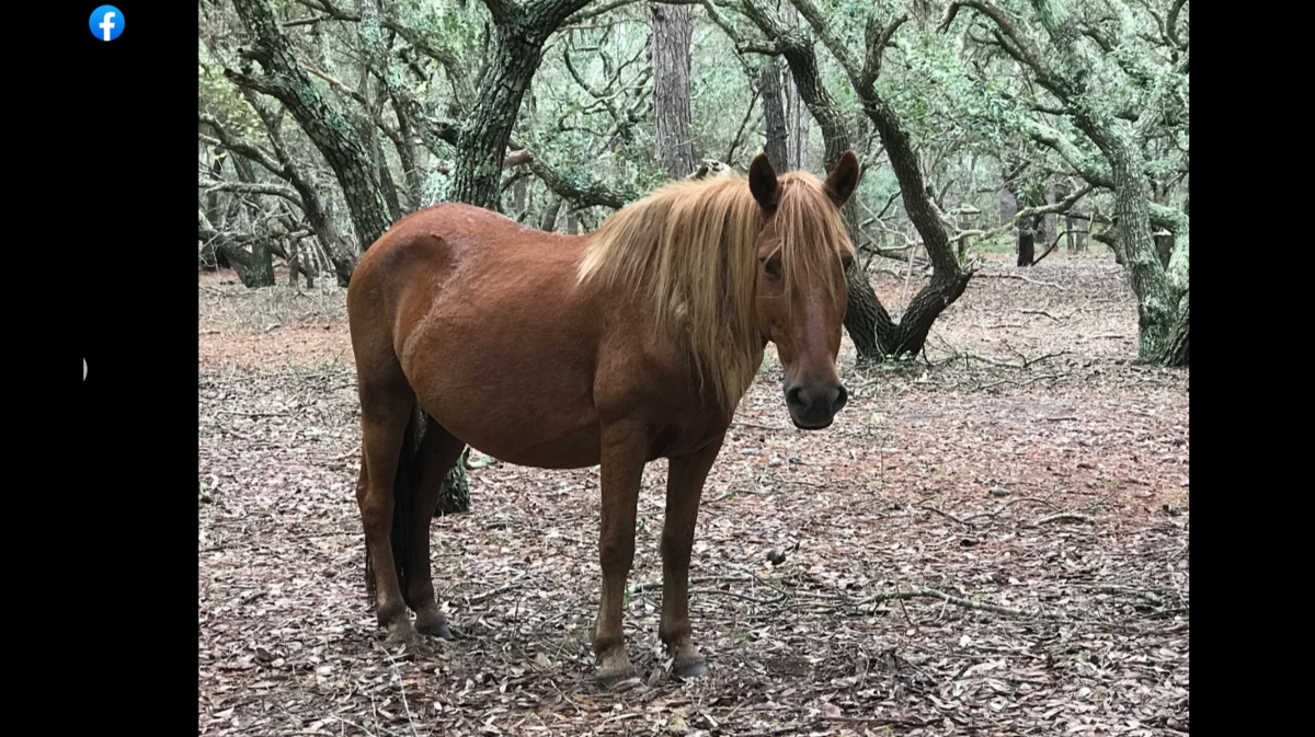 A wild horse was rescued after she was found injured, a North Carolina group said.