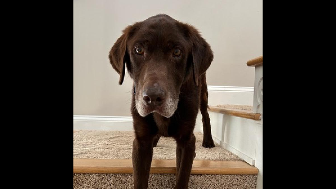 A dog rescued from the roadside needs a new owner.