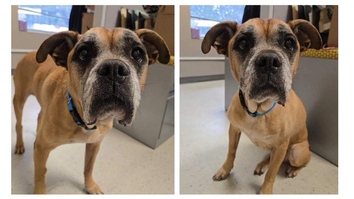 A “brave” shelter dog is up for adoption in North Carolina.