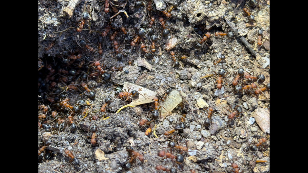 Visitors to Wendell Park will likely see ants all over.