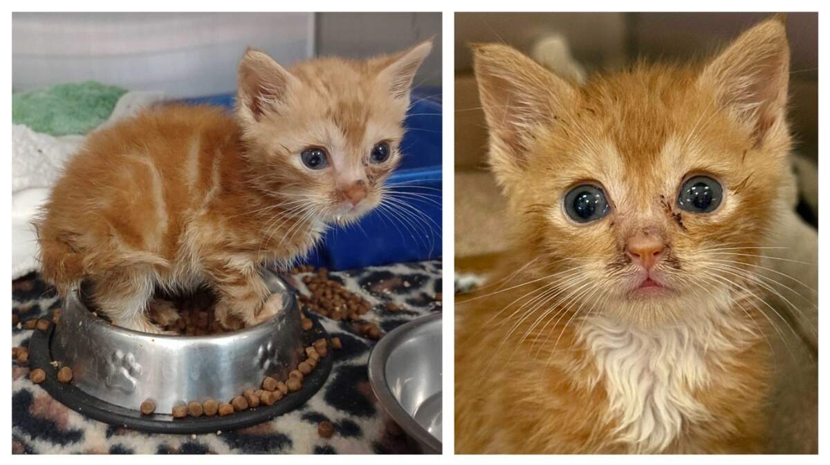 Rumby the quirky kitten was adopted in North Carolina.