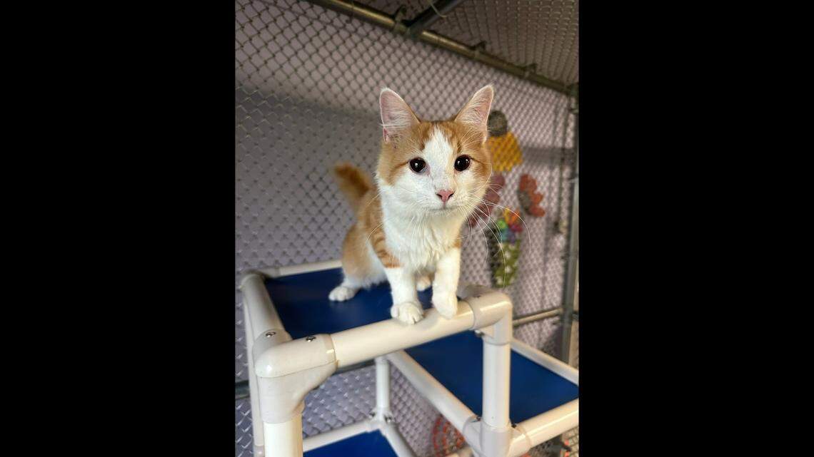 A charming cat was adopted after arriving at a North Carolina shelter in rough shape.