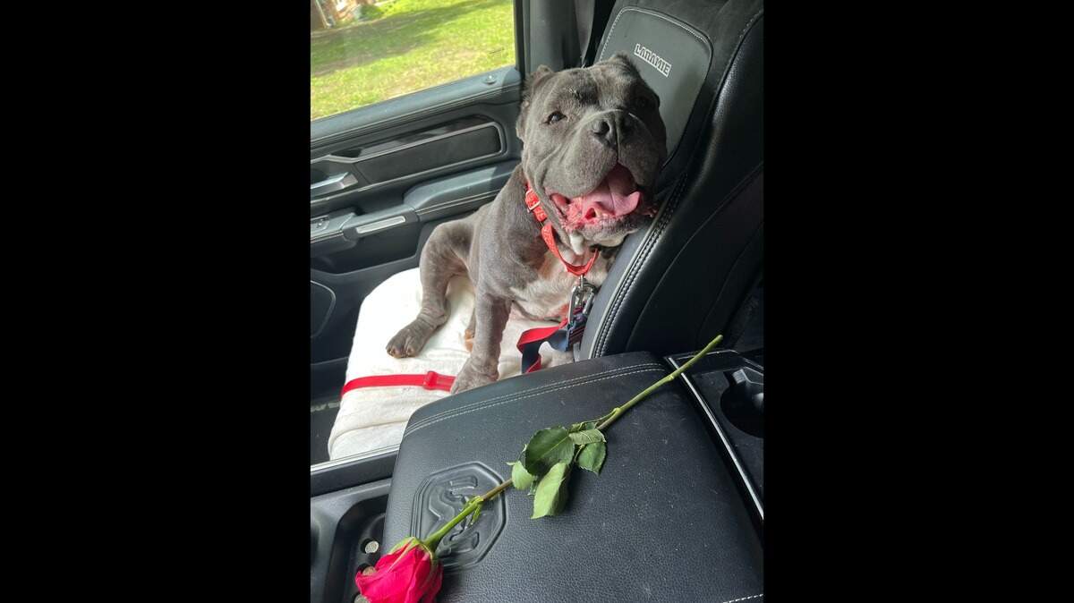 Miracle has a new home after bouncing from owner to owner, a North Carolina shelter said.