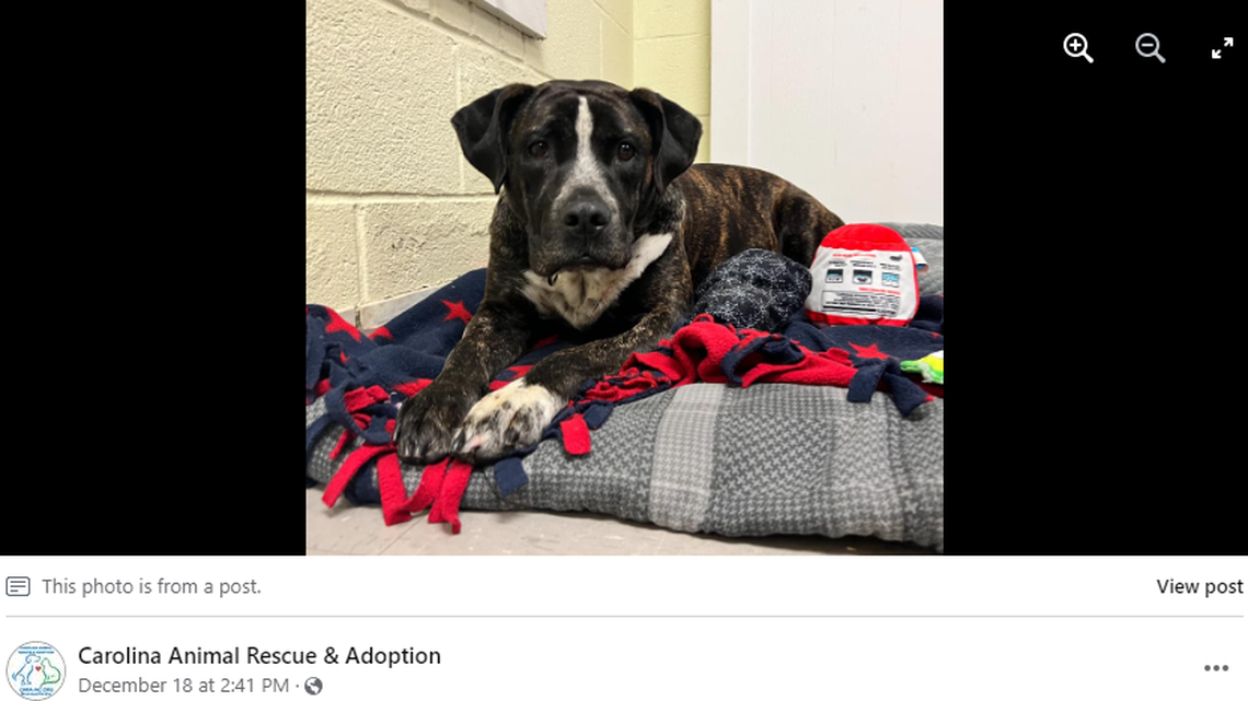 Tinsel the dog is warming up to people after she was found scared in North Carolina, an animal shelter said.