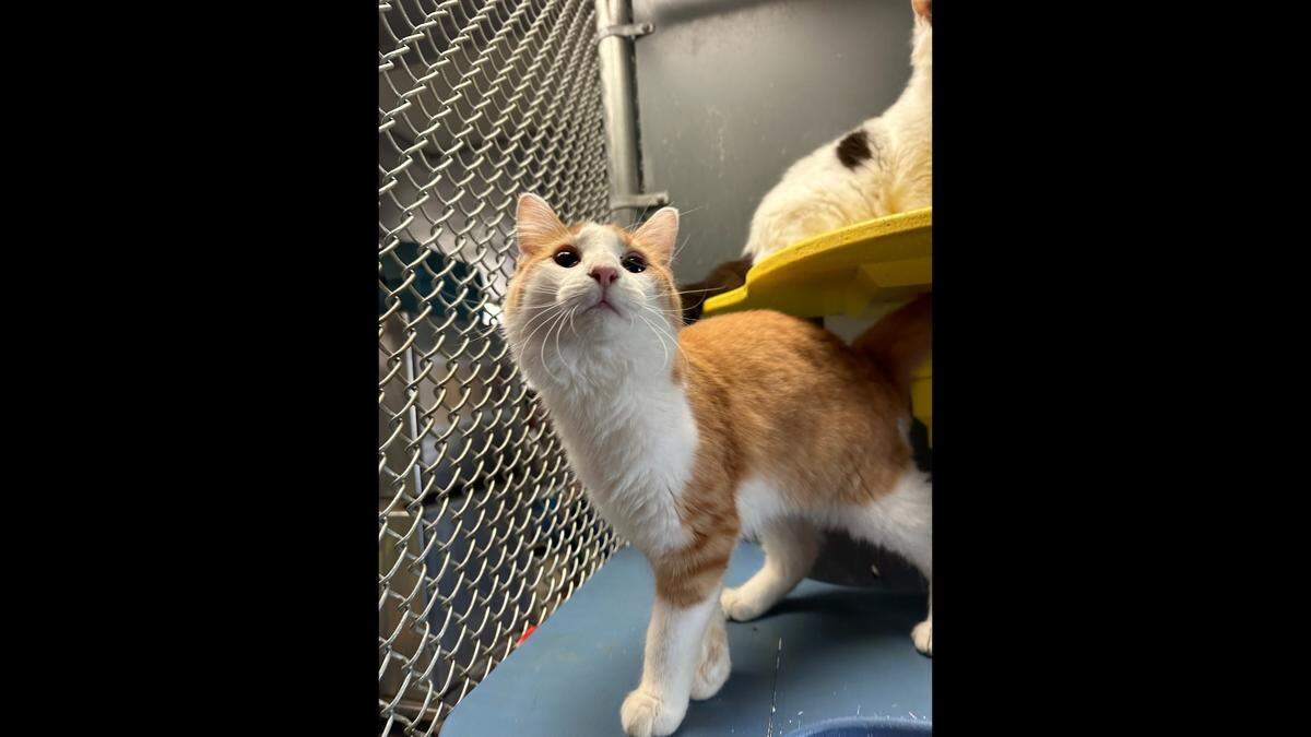 Mino the cat landed in a special home after he was rescued from hoarding, a North Carolina shelter said.