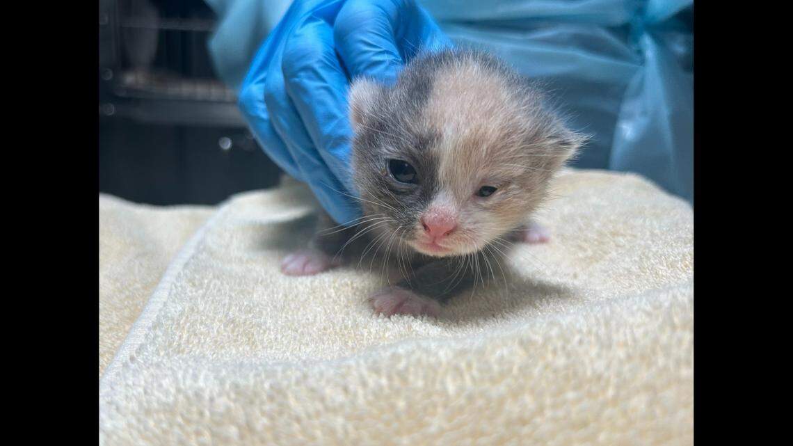 Curie, who came to the shelter as a baby, got a new home.