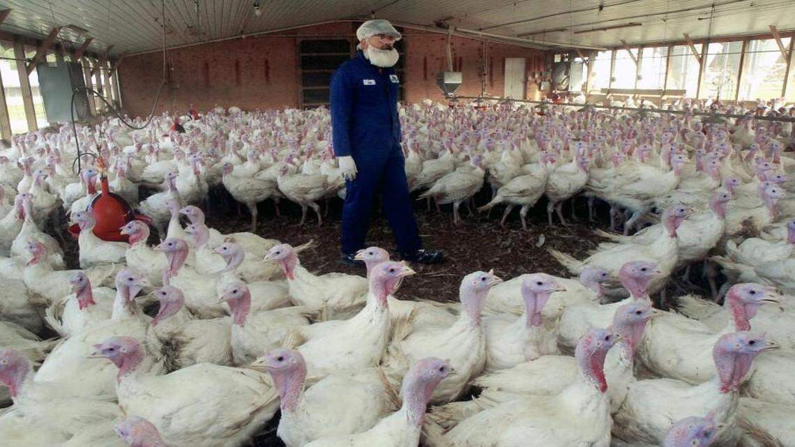 Veterinarian Eric Gonder inspects hundreds of turkeys at the Pierce Turkey Farm in Pitt County, N.C.