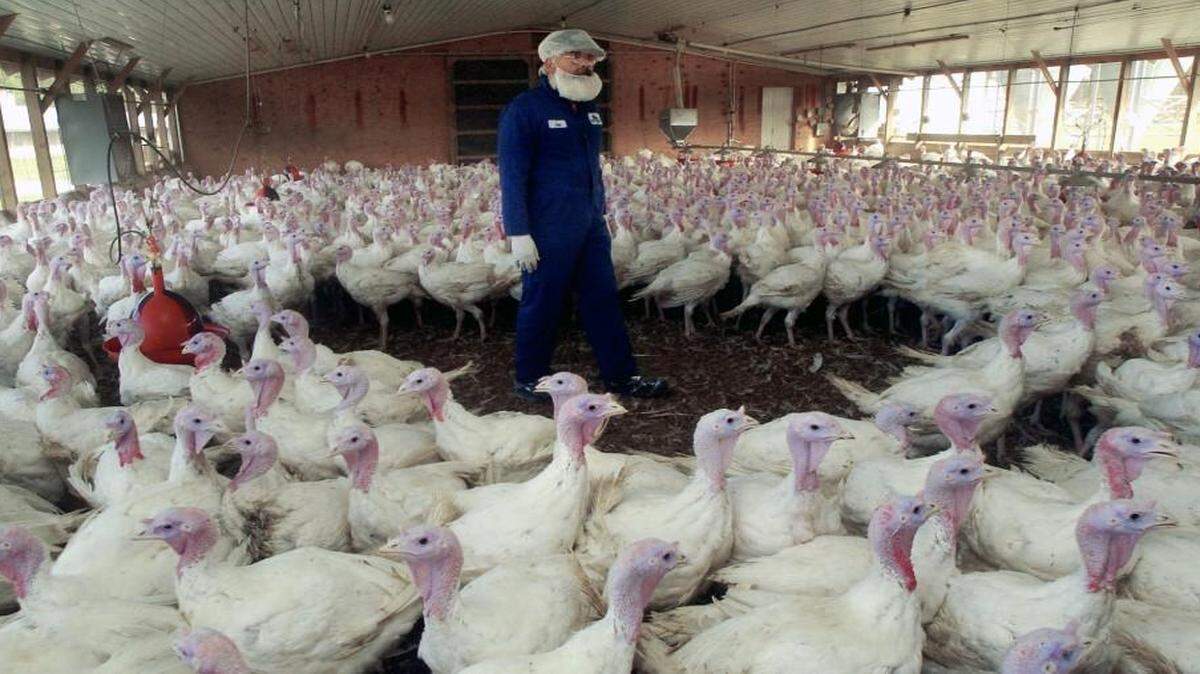 
In this file photo, veterinarian Eric Gonder inspects hundreds of turkeys at the Pierce Turkey Farm in Pitt County, N.C.