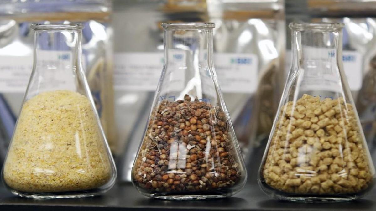 From left, on the shelves of the BRI animal nutrition lab are samples of ground corn, whole grain sorghum and pelleted feed that are the medium to which BRI labs adds its specialized enzymes to enhance the chicken and swine digestive process Tuesday, November 10, 2015.