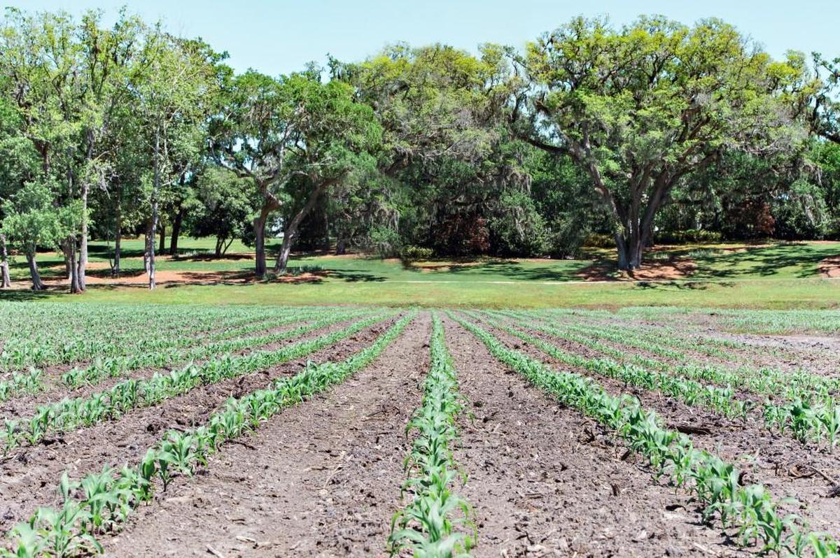 Four years ago, workers planted 200 acres of rice at Orton Plantation. The plants came up, but salty and acidic soil and insects helped stunt or kill the plants. This year, only 40 acres was planted in rice as workers try to restore the fields.