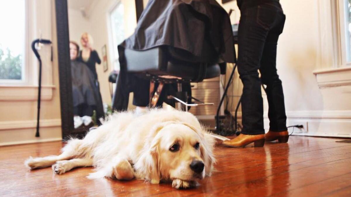 Walter, a Golden Retriever, often rests near his person, stylist Traci Farmer, as she works with clients at Crazy Combs in Raleigh.