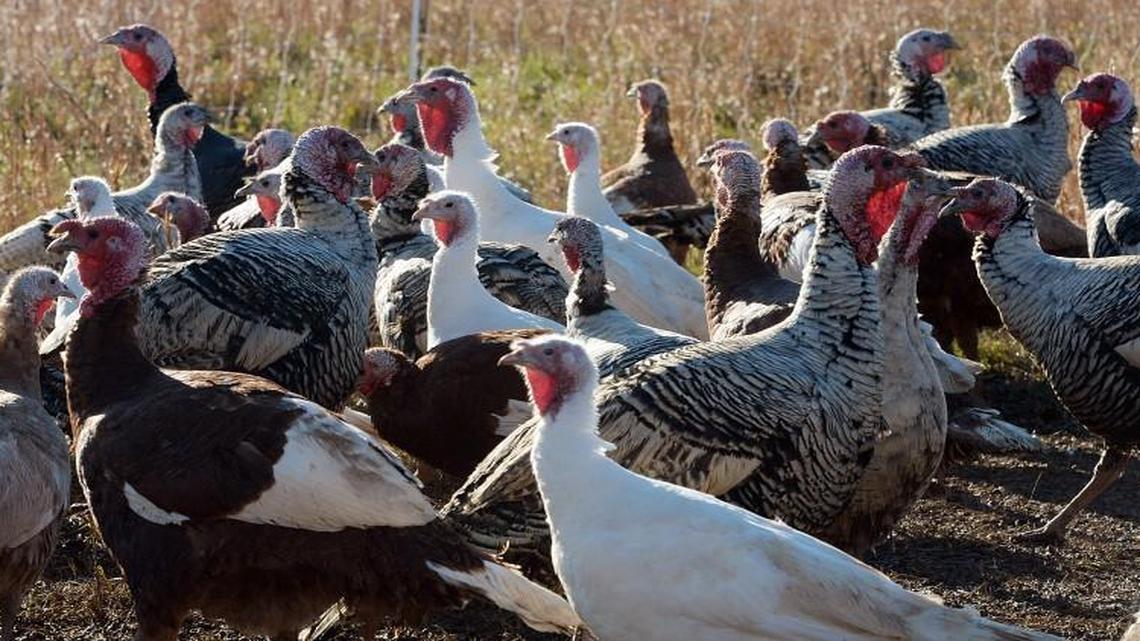 Turkeys wander around at one of Coon Rock Farm's free range areas in Rougemont, N.C. Friday. The local sustainable family farm raises lean heritage turkeys for sale each Thanksgiving. Some people gladly pay up to $200 to put these special turkeys for their Thanksgiving plates.