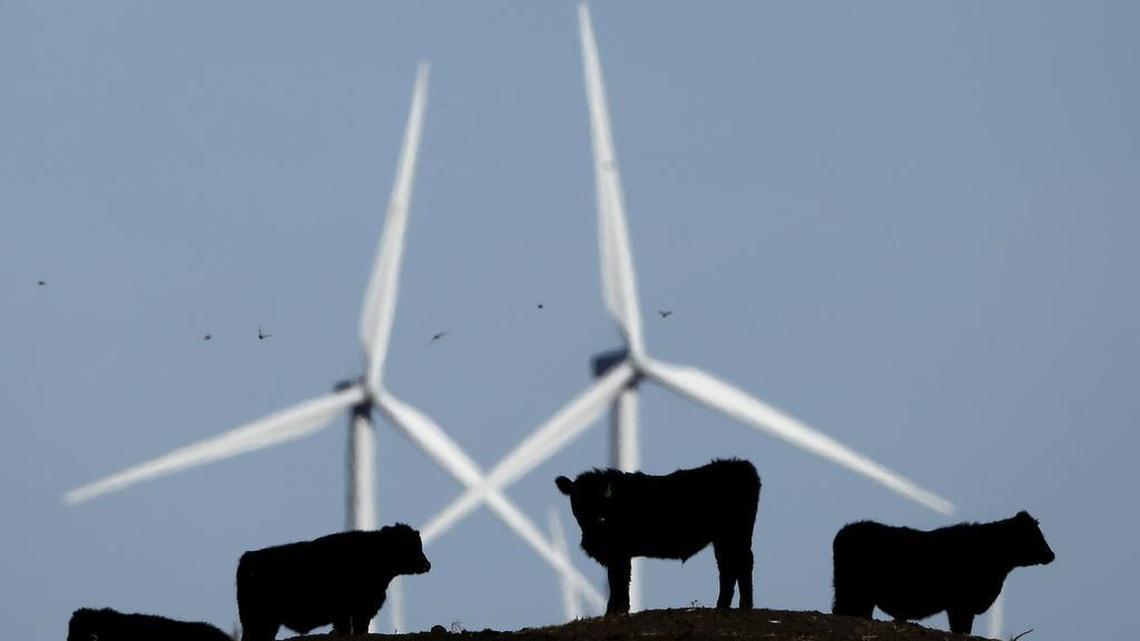 Cattle graze in a pasture against a backdrop of wind turbines which are part of the 155 turbine Smoky Hill Wind Farm near Vesper, Kan., Wednesday, Dec. 9, 2015.