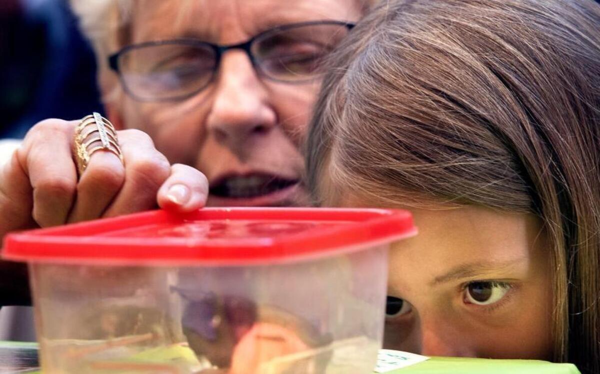 Charlotte Ligon looks at a frog in a container with her grandmother last year during an educational event at Marbles Kids Museum in Raleigh.