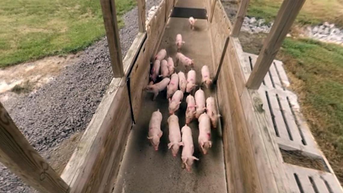 At about 24 days old, newly-weaned piglets move down a chute at a Smithfield Foods sow farm to be transported to a wean-to-finish farm.