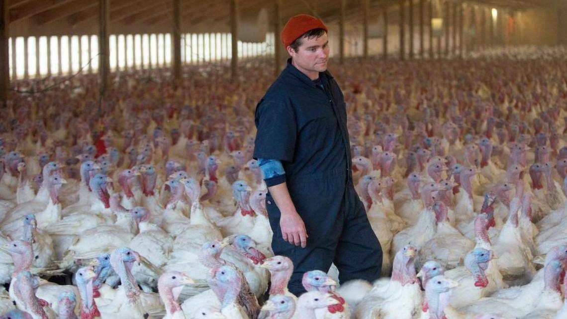 Brad Moline in a finishing barn housing 7,000 turkeys at Moline Farms in Manson, Iowa, on Nov. 18. Despite a devastating outbreak of avian flu in the big turkey-producing states of Iowa and Minnesota last summer, turkey prices have been low and supplies have been abundant this year.
