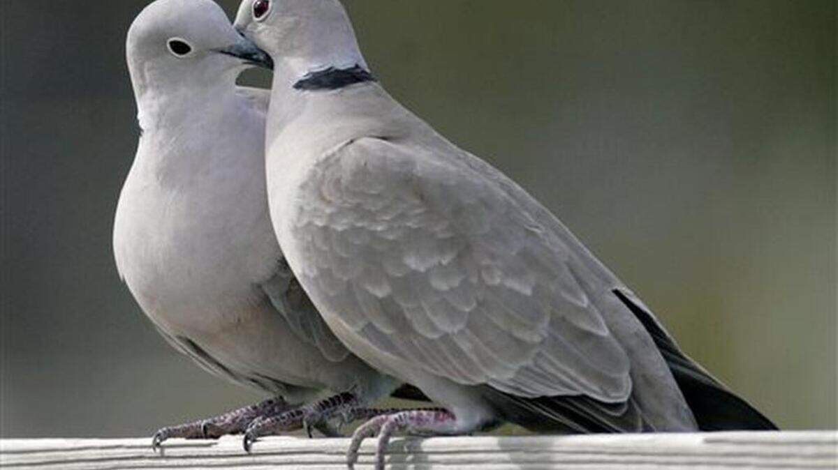 FILE- This Feb. 12, 2009, file photo shows two turtle doves in St. George Island, Fla. The cost of two turtle doves rose 11.5 percent, according to the 32nd annual PNC Wealth Management Christmas Price Index released Monday, Nov. 29, 2015. Monday marks the 32nd year that the Pittsburgh-based bank tracks inflation by pricing the cost of the items listed in the “The Twelve Days of Christmas” carol.
