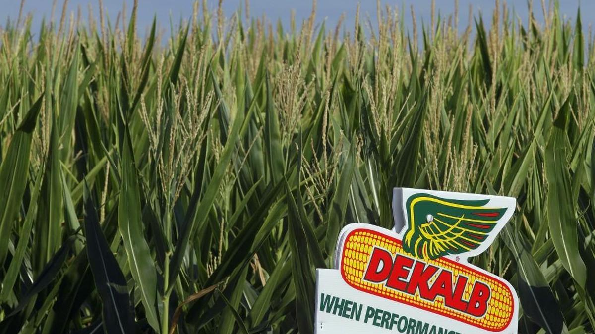 In this Sunday, July 22, 2012 file photo, a DEKALB corn logo stands along side rows of corn in Ashland, Ill. DEKALB is one of Monsanto's leading North American brands. Monsanto plans to relocate its research and development operations in Research Triangle Park to Missouri, the company announced Monday, Oct. 26, 2015.